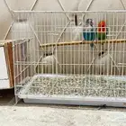 روز منتج (أصحه ممتازه ) وشامل الغذاء و نشيط