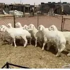 خرفان