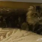 قطط شيرازيه للتبني