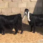 عوارض مضاريع