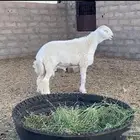 مشروع فحل حري نادر