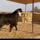تيس