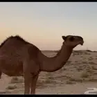 بكره