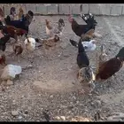 دجاج بلدي بياض مع ديكته عددهن21 الموقع غطي لتواصل 055053125