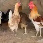 دجاج