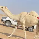 خفوت ثنو رمانيه