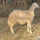 تم البيع
