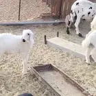 خروفين تحت اماتها