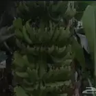 مطلوب مزرعه بمساحه 20 معاد وما فوق تكون صالحه لزراعه الموز