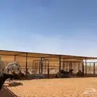مضلات الآبل