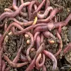 مطلوب دود الارض الي يعرف احد عنده يراسلني