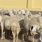 ضان ورخال ولد حريات حرش وصنف مقاني طيبات. تم البيع