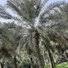 يوجد تمر خلاص الاحساء بالعذوق نخل موقع البطالية