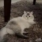 قطه للتبني