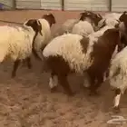 جذعان نعيم بلدي مربوط