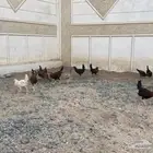 الرميده دجاج بلدي نضيف العمر من 3 الى 3ونص العدد 12.