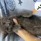 قطط للتبني في جده