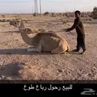 رحول طوع العمر رباع