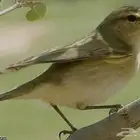 دخل صيد شبك مهو منتف