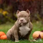 جراء أمريكان بودي للبيع