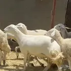ضان حريات حرش جروم كاف تم البيع