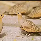 قمري وقطا للبيع