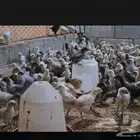 السلام عليكم مطلوب صيصان عمر شهر العدد 200 الي 300