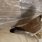 بواشق العدد 2