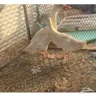 للبيع