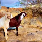 تيس فحل. حرم. ادهم. اوشح. أجم. حار. وكفو ونظيف.