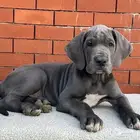 جرو غريت دين لون ازرق فاخر