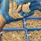 متوفر ربيان واسماك فرش احجام مختلفه ويوجد توصيل إلى الرياض