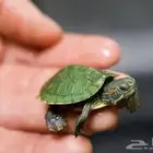 سلاحف سنغافوريه