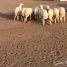 6 رخال حريات و4 خروف الموقع الحناكيه تم البيع