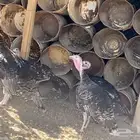 دجاج رومي وبرهما واندونيسي وعادي