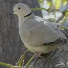 حمام