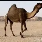 البيع كاش او معاريض