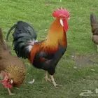 تم البيع