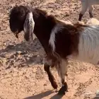 تيس للبيع