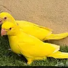دره لاتينو