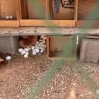 مطلوب دجاج بلدي رجن على البيض