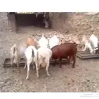 غنم