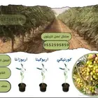 مشتل غصن الزيتون الاصلي