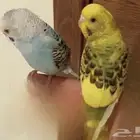 طيرين بادجي انثى وذكر