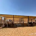 مضلات