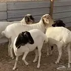 للبيع عدد 4 شياه برابر تامات جروم طيبه مع الفحل وماشرط ضريع