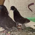 حمام قطايف شي فاخر