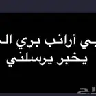أرنب بري