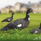 مطلوب بط بياض