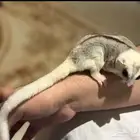 حيوان لتبني أبغى